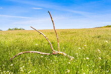 Dramatic View At Wildflowers Meadow To Horizon / Huge Branch Fork Of Three Twigs Broken From Tree On Natural Meadow At Wide Grassland Landscape With Blue Sky (copy Space)