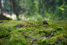 A Stone Covered With Green Moss On A Blurred Forest Background. Close-up. Natural Background With Copy Space For Your Design.
