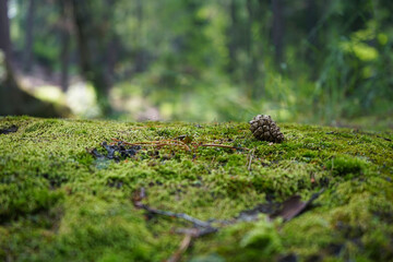 A stone covered with green moss on a blurred forest background. Close-up. Natural background with copy space for your design.