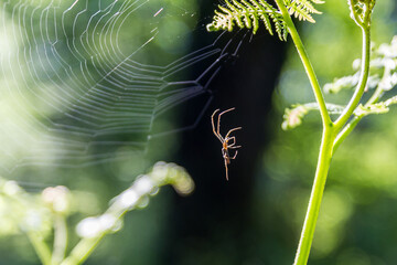 spider on a web