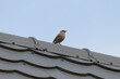 Kopciuszek zwyczajny Phoenicurus ochruros opala się na dachu, ptak siedzi na dużej wysokości
