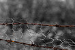 Rusted barbed wire through flimsy mesh wire fence. 