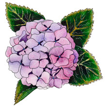 Watercolor Illustration Of Violet Pink Hydrangea Flower On White Background