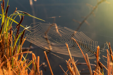 Cobweb on wild meadow, closeup view.