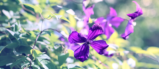 Wall Mural - Purple clematis flower in sunlight, banner. Beautiful floral background border. Selective focus. Autumn nature.