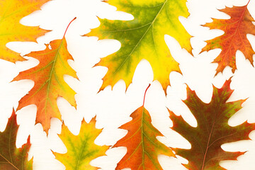 Autumn background with bright autumn oak leaves on white wood background