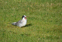 Arctic Tern Chick (Sterna Paradisaea) Asking For Food In A Summer Day In Iceland