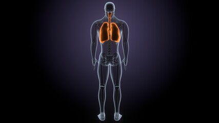 Wall Mural - 3D Illustration of Human Respiratory System Lungs Anatomy
