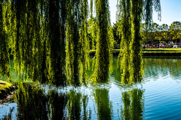  A weeping willow on the Rhone to the Rhine Canal at Melhouse, Alsace, France