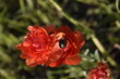 Insecte  sur fleur rouge 