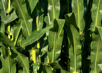 Wall Mural - Closeup corn plant leaves with brown spots in farm field, Rows of corn plants in large farmers field, looking down from above, on the cob, ear of corn, agricultural, agriculture, harvest, midwest