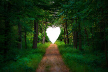 Straight Path Leading Into A Forest Clearing Formed As A Heart