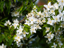 Gordon's Mockorange, Philadelphus Lewisii, A Shrub With Beautiful White Aromatic Flowers Blooming In A Summer Garden, Closeup With Selective Focus And Copy Space