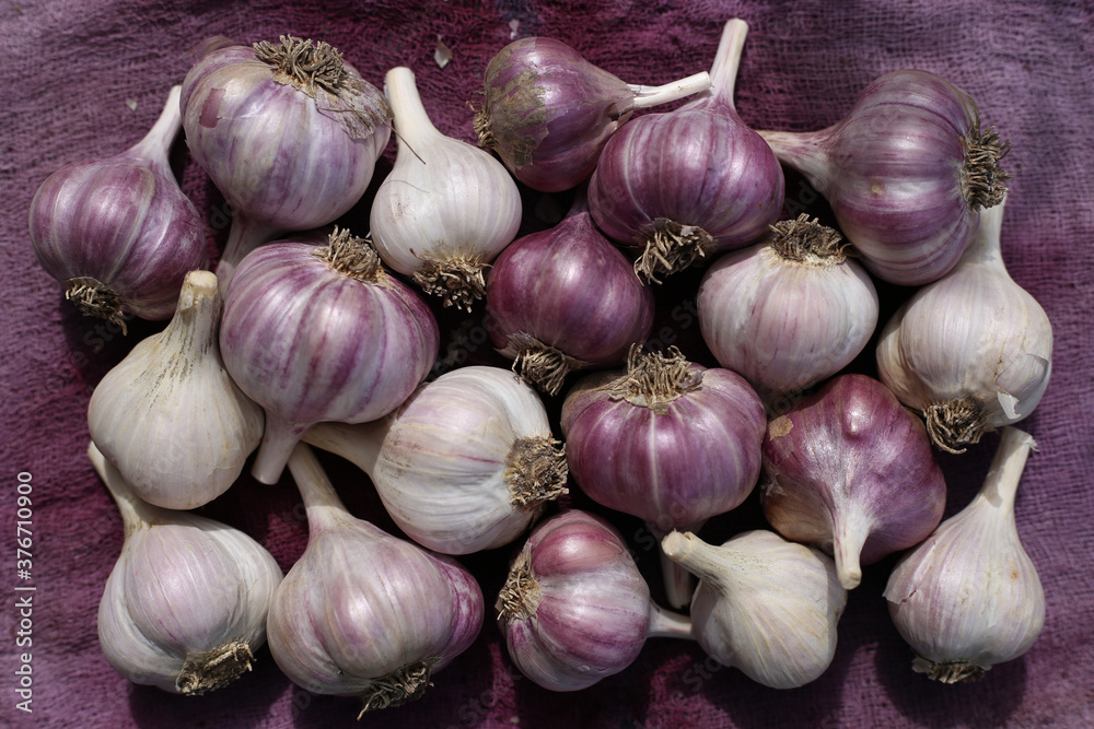 Heads of young white and purple garlic on purple cloth. Rich harvest of ...