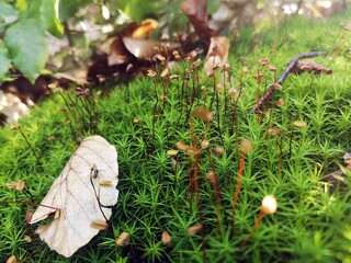 Beautiful green moss in the forest useful as background