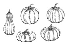 Vector Set Of A Hand-drawn Pumpkin Black White, Coloring. Ink Or Pen Sketch. EPS 10.