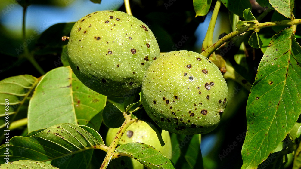 ripening fruit of a walnut tree growing in a street in the city of ...
