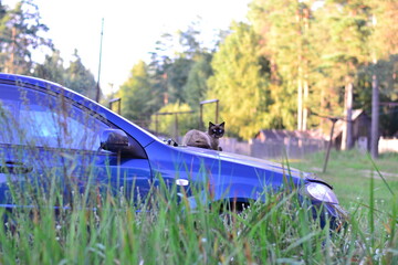 cat on the car