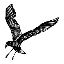 Black Seagull, Hand Drawn Strokes Marine Sea Gull Bird. Drawing Sketch. Inspirational Body Or Flesh Sailor Tattoo. Nautical Vector.