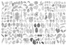 Tropical Leaves Collection. Isolated Fern Elements On White Background. Set Of Jungle Forest And Domestic Home Leaf, Exotic Eucalyptus Foliage, Natural Real Live Palm Leaves, Herbs Drawing. Vector.
