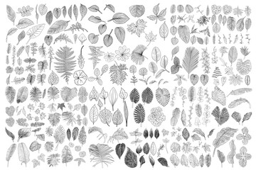 Tropical leaves collection. Isolated fern elements on white background. Set of jungle forest and domestic home leaf, exotic eucalyptus foliage, natural real live palm leaves, herbs drawing. Vector.