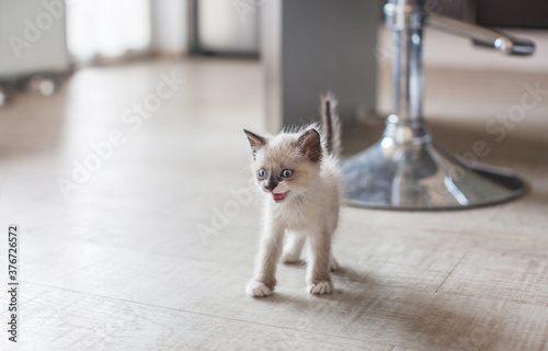 Kitten in the kitchen Poster Mural XXL