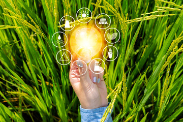 Wall Mural - hand hold light bulb on rice with energy resources icon, renewable energy is essential to the world.