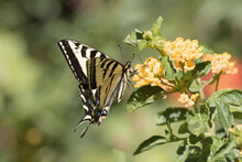 Original Close Up Wildlife Photograph Of A Yellow Swallowtail Butterfly Feeding From A Yellow Lantana Plant In The Garden