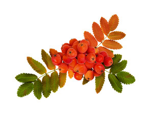 Wall Mural - red autumn rowanberries and leaves in arrangement