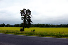 A Lonely Tree By The Road Next To A Wheat Field. Rural Area In Estonia.