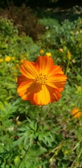 Naklejka na meble Orange garden cosmos on a sunny day in a garden in Isham Park in northern Manhattan's Inwood neighborhood.