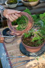 Bonsai Artist Takes Care Of His Plant, Wiring Branches And Trunk With Copper Wire. 