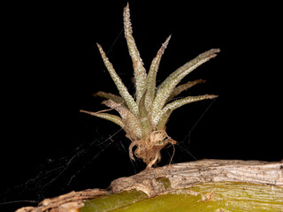 Poster - Brazilian Airplant of the Genus Tillandsia