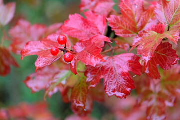 Viburnum bush with three ripe red berries on foreground and many wet dense red leaves on rainy day horizontal view closeup