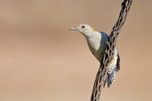 Golden-fronted Woodpecker (Melanerpes Aurifrons) On Branch In South Texas, USA