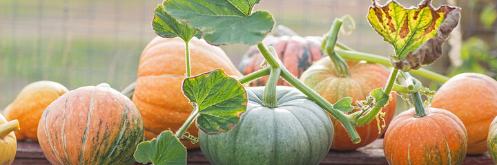 green and orange pumpkins in garden or on fair. autumn harvest time. natural fall background.