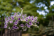 A Hanging Basket Of Purple And White Flowers