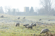 UK Countryside Landscape With Sheep And Church In Winter Weather