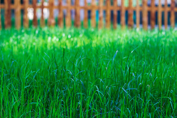 Background of green grass on the blurred background of an old fence. Close-up