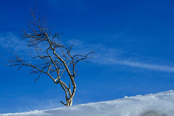 albero spoglio innevato