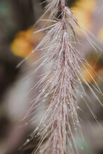 Decorative Grass Flower In The Garden With Water Droplets