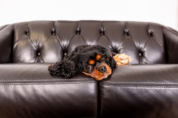 Wall Mural - A beautiful dog, a Cavalier King Charles Spaniel with Black and tan fur, rests on a dark brown leather sofa.