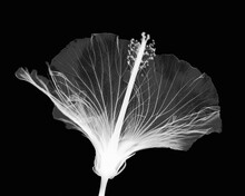Inverted Image Of Hibiscus Flower