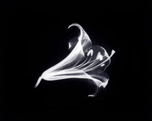 Inverted Image Of Easter Lily