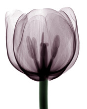 X-ray Image Of Tulip Flower