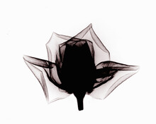 X-ray Image Of Rose Flower