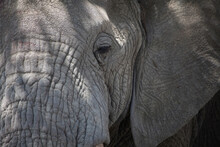 Close Up Of Elephant?s Wrinkly Face