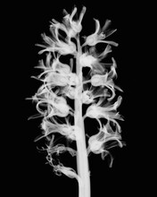 Inverted Image Of Hyacinth Flower