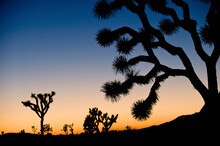 Joshua Tree National Park At Dusk, California, USA