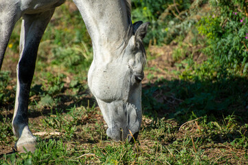 horse eating grass